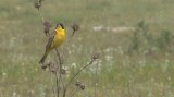 Video of Black-headed Bunting - Black-headed Bunting in very hot summer with water